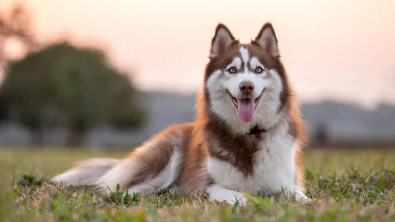 Mulher é condenada por arrastar husky siberiano no asfalto em Ceilândia