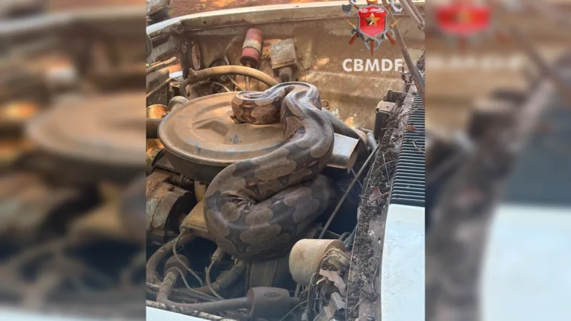 Jiboia se esconde no motor de carro na BR-070 e é resgatada pelos bombeiros