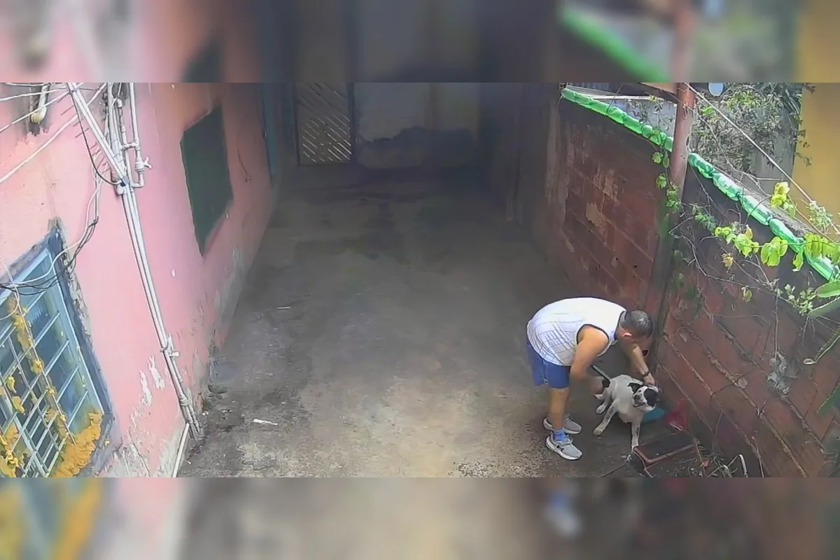 Câmeras flagram dono torturando cachorro com taser e água na Vila Planalto