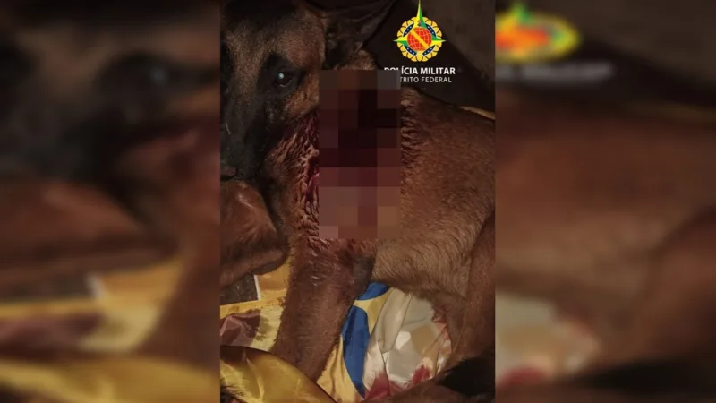 Adolescente de 16 anos é apreendido suspeito de esfaquear cachorro da raça pastor alemão no Itapoã