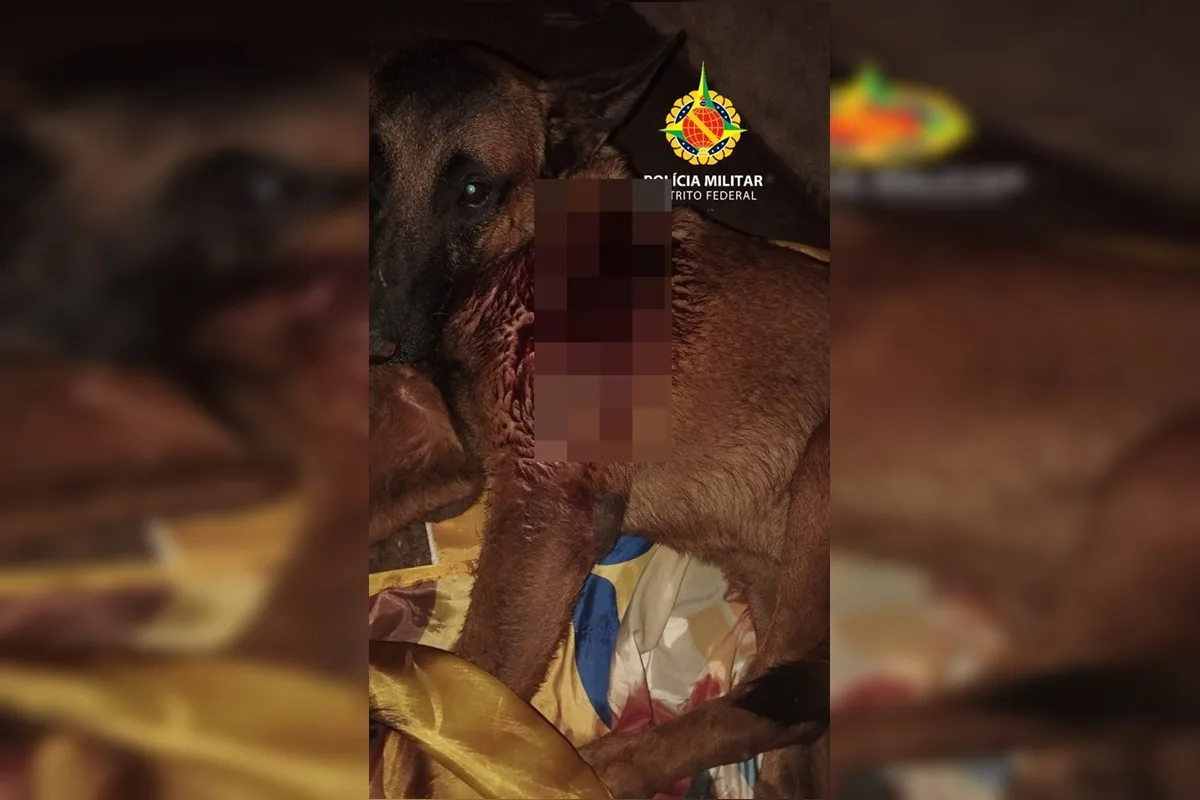 Adolescente de 16 anos é apreendido suspeito de esfaquear cachorro da raça pastor alemão no Itapoã