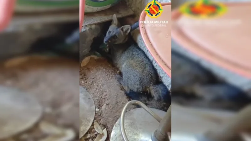 Raposa é resgatada dentro de chácara na Ponte Alta Norte, no Gama, e solta em área segura