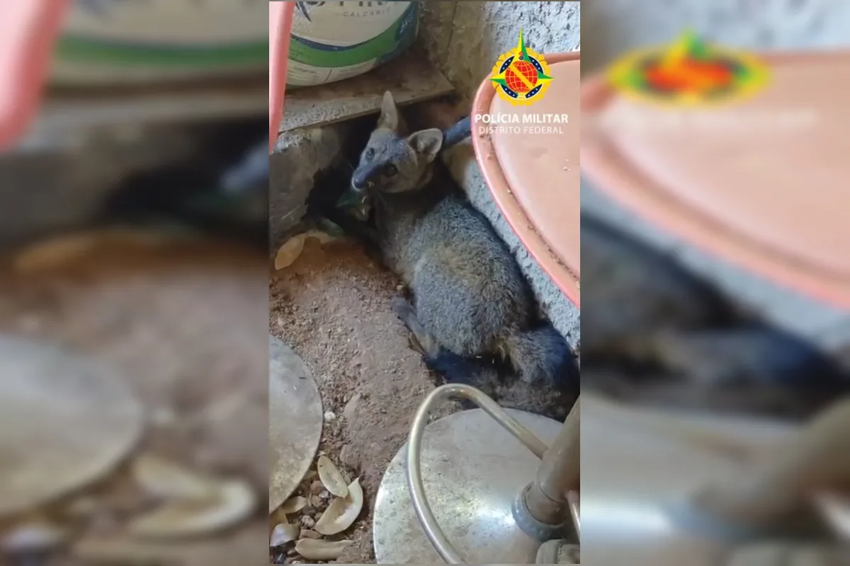 Raposa é resgatada dentro de chácara na Ponte Alta Norte, no Gama, e solta em área segura