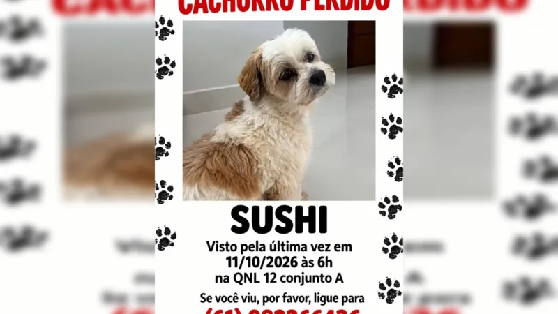 Onde está Sushi? Família procura cachorro que fugiu em Taguatinga