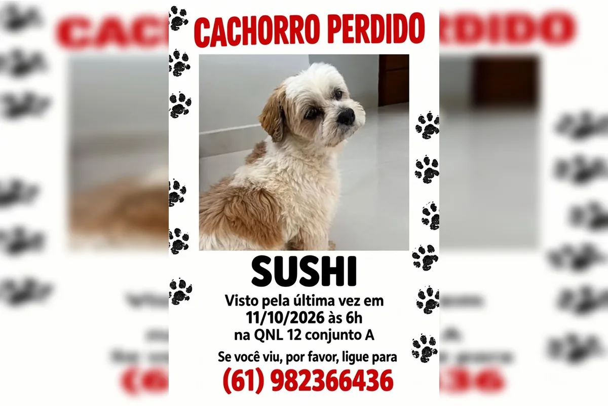 Onde está Sushi? Família procura cachorro que fugiu em Taguatinga