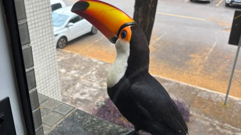 Tucano surpreende moradora da Asa Norte ao bicar janela de apartamento e pedir fruta