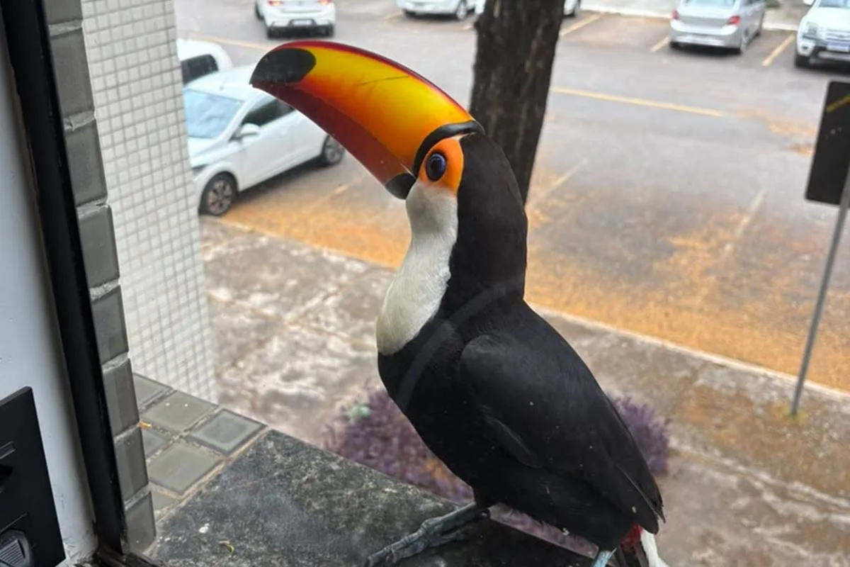 Tucano surpreende moradora da Asa Norte ao bicar janela de apartamento e pedir fruta