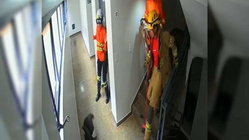 Urubu invade prédio comercial em Taguatinga e é resgatado pelo Corpo de Bombeiros