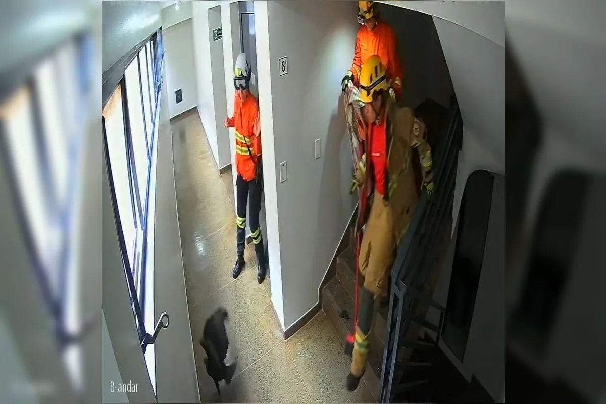 Urubu invade prédio comercial em Taguatinga e é resgatado pelo Corpo de Bombeiros